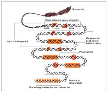 1. Irudia: DNAren sekuentzia mota desberdinak kromosoma batean.<br>